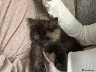 British Longhair cats Kitten in Towcester - Advert 3