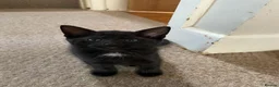 Mixed Breed cats for sale: 6 x beautiful kittens looking for their new home - Advert 6
