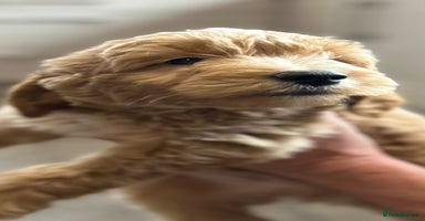 Mini Goldendoodle dogs - Advert 5