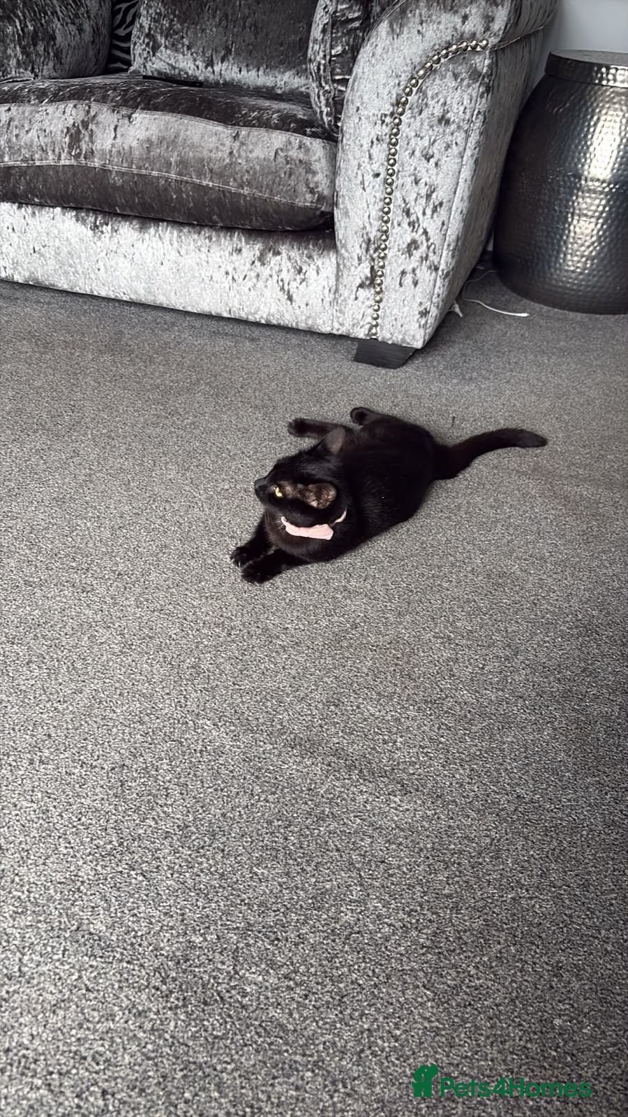 Mixed Breed cats One black kitten remaining  - Advert 4