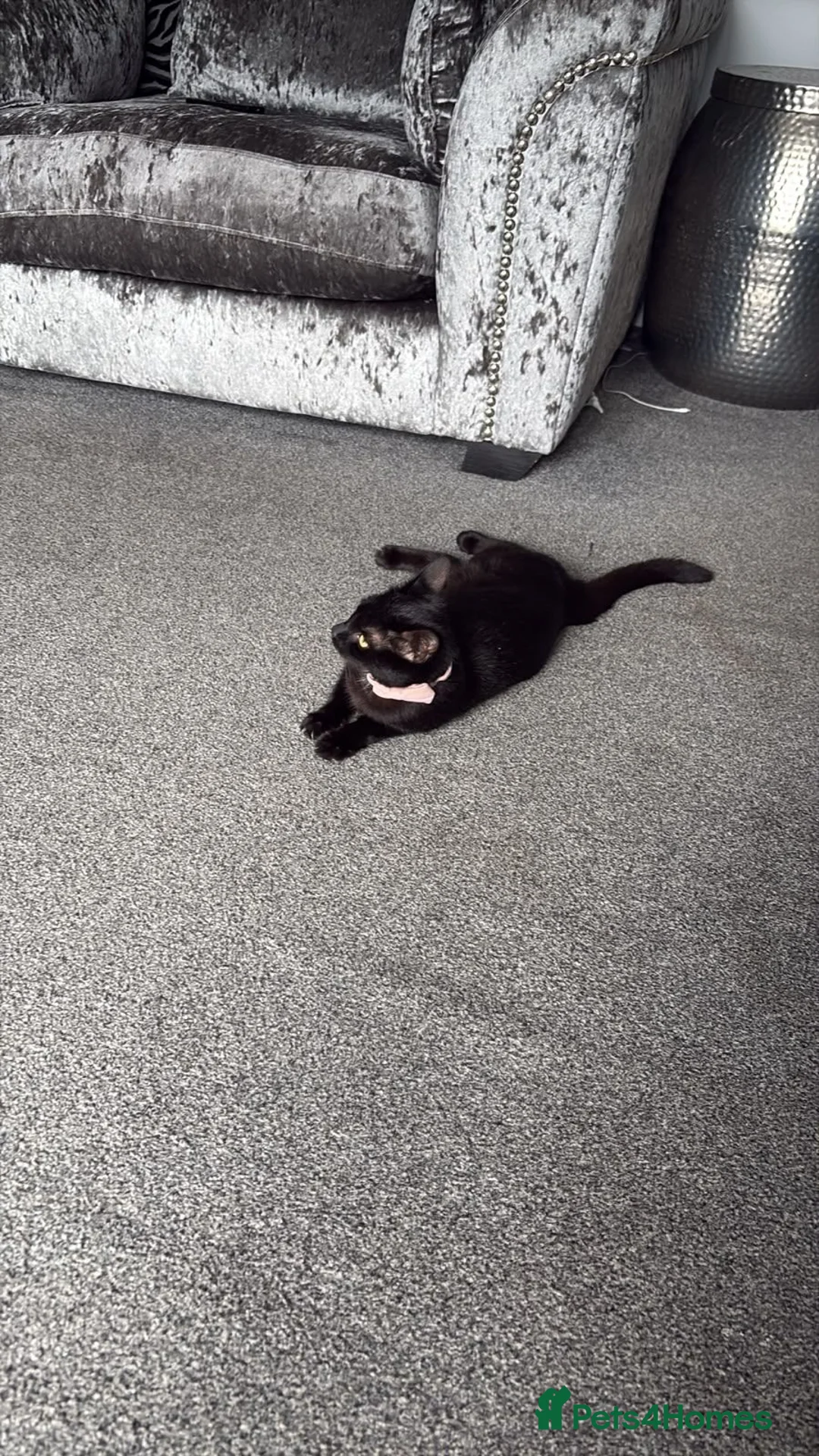 Mixed Breed cats for sale: One black kitten remaining  in Dalkeith - Advert 1