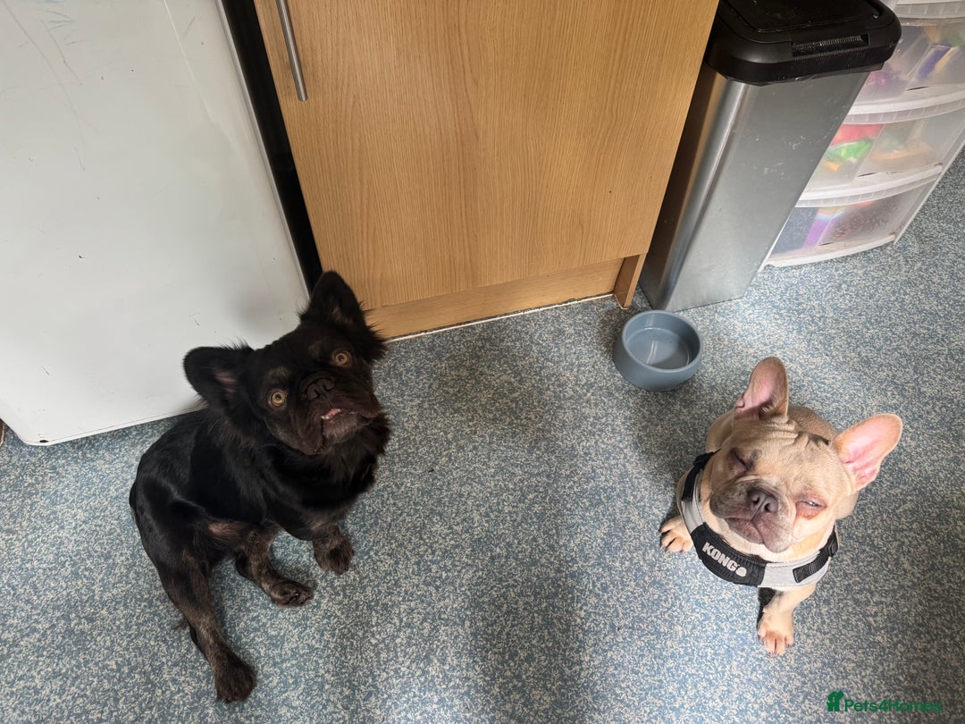 French Bulldog dogs for sale: Three beautiful French bulldogs  - Image 10