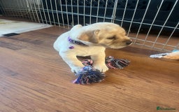Labrador Retriever dogs for sale: Top Pedigree Labrador retriever puppies - Image 9