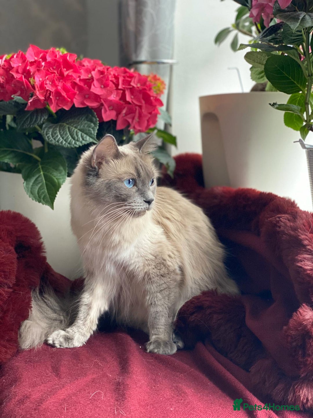 Mixed Breed cats for sale: Playful female kitten looking for permanent home - Image 4