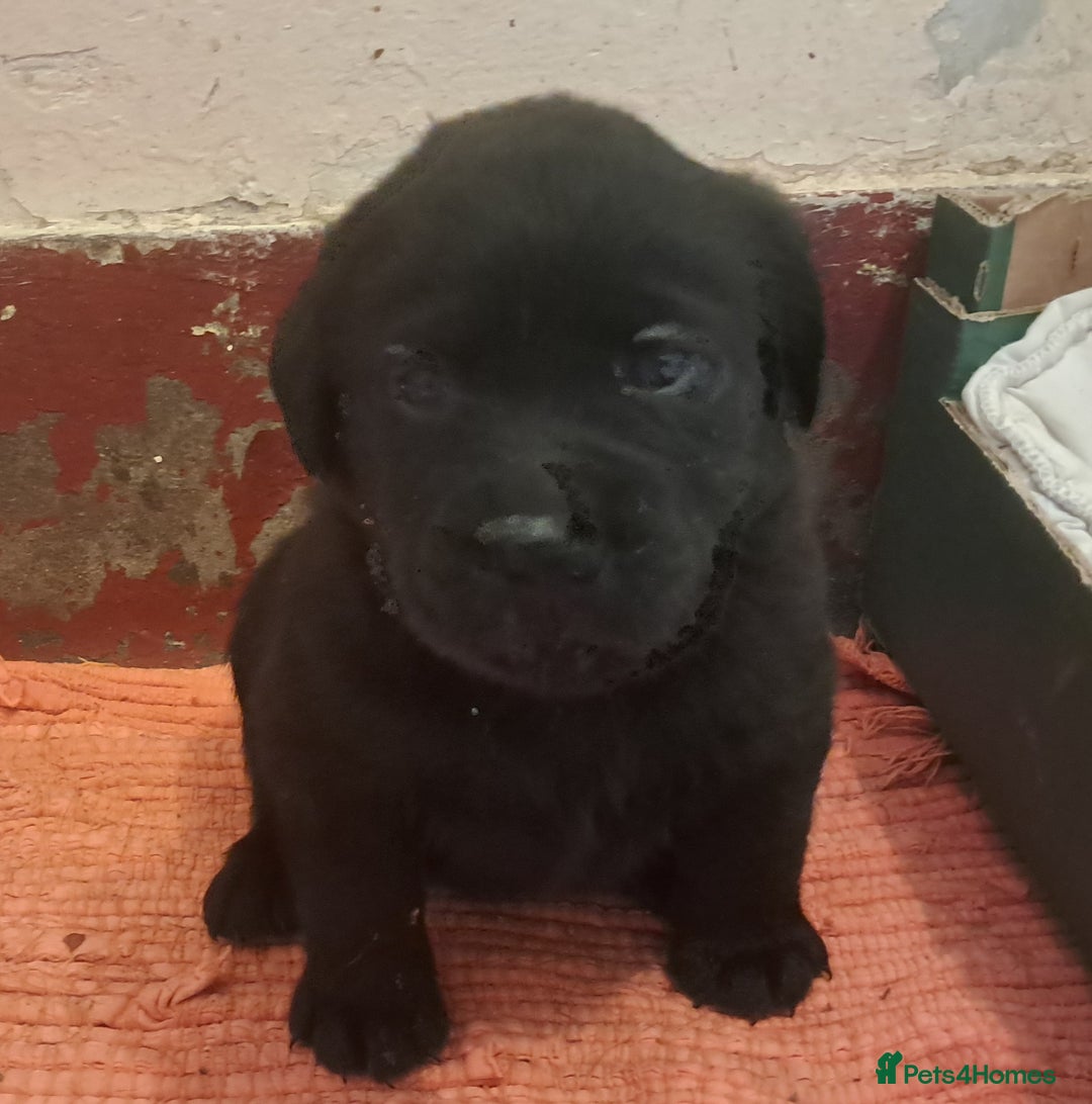 Labrador Retriever dogs for sale: KC Labrador girls - Advert 4