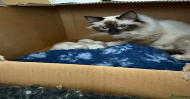 Ragdoll cats - Advert 3