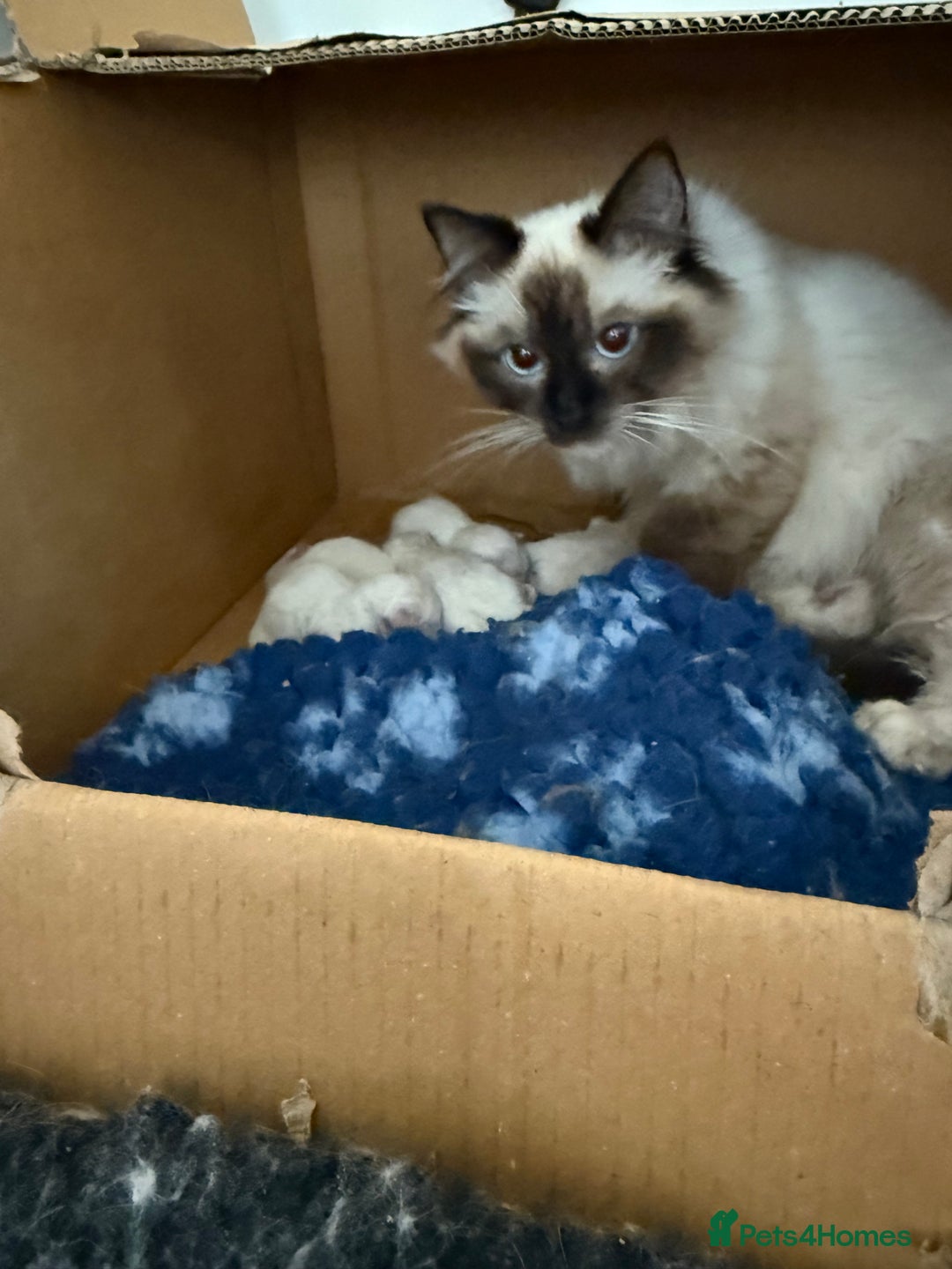 Ragdoll cats for sale: GCCF REGISTERED KITTENS non active - Image 8