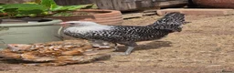 Chickens poultry for sale: Silver Campine pullets - Advert 4