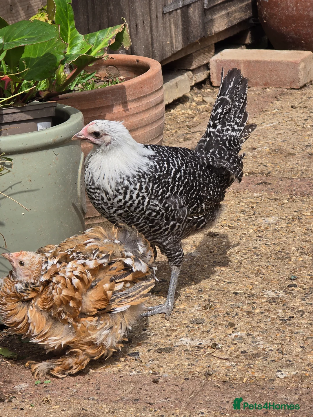 Chickens poultry for sale: Silver Campine pullets - Advert 4
