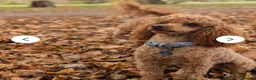 Maltipoo dogs for sale: F1B Maltipoo  puppies  in Bracknell - Advert 3