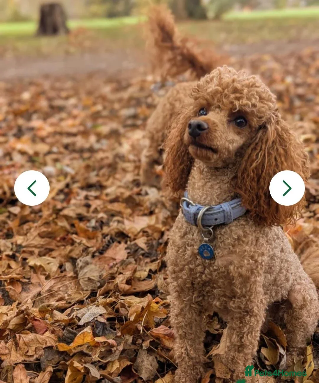 Maltipoo dogs for sale: F1B Maltipoo  puppies  in Bracknell - Advert 3