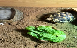 Hermann Tortoise reptiles for sale: Lovely Hermanns Tortoise looking for a new home  - Image 2