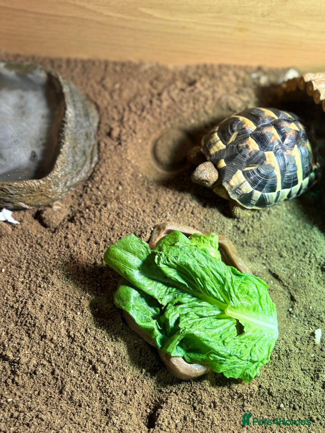 Hermann Tortoise reptiles for sale: Lovely Hermanns Tortoise looking for a new home  - Image 2
