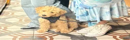 Goldendoodle dogs for sale: 4 months Goldendoodle (Bear) - Advert 2