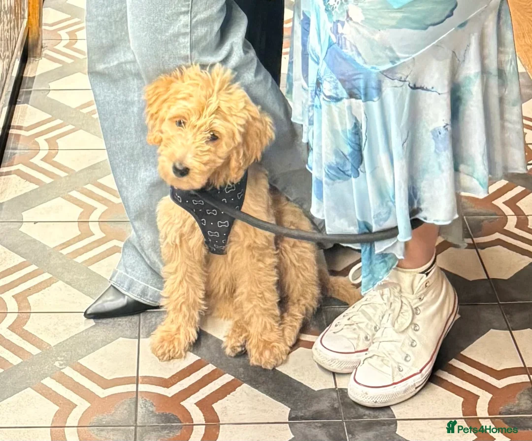 Goldendoodle dogs for sale: 4 months Goldendoodle (Bear) - Advert 2