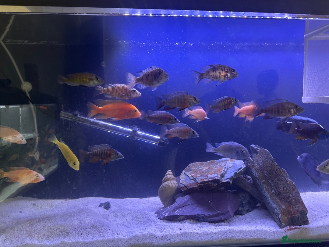 Cichlids fish for sale: Malawai cichlids  - Image 4