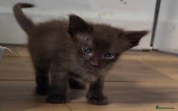 Balinese cats for sale: Beautiful Chocolate Oriental Longhairs  - Image 9