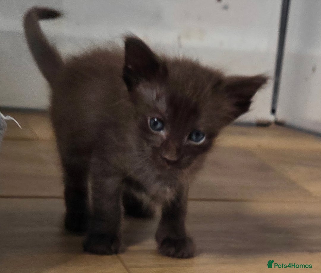 Balinese cats for sale: Beautiful Chocolate Oriental Longhairs  - Image 9