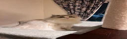 Ragdoll cats for sale: TICA registered kittens - Advert 10
