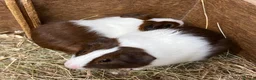 Guinea Pig rodents for sale: Male/Boar Guinea Pigs - Advert 9