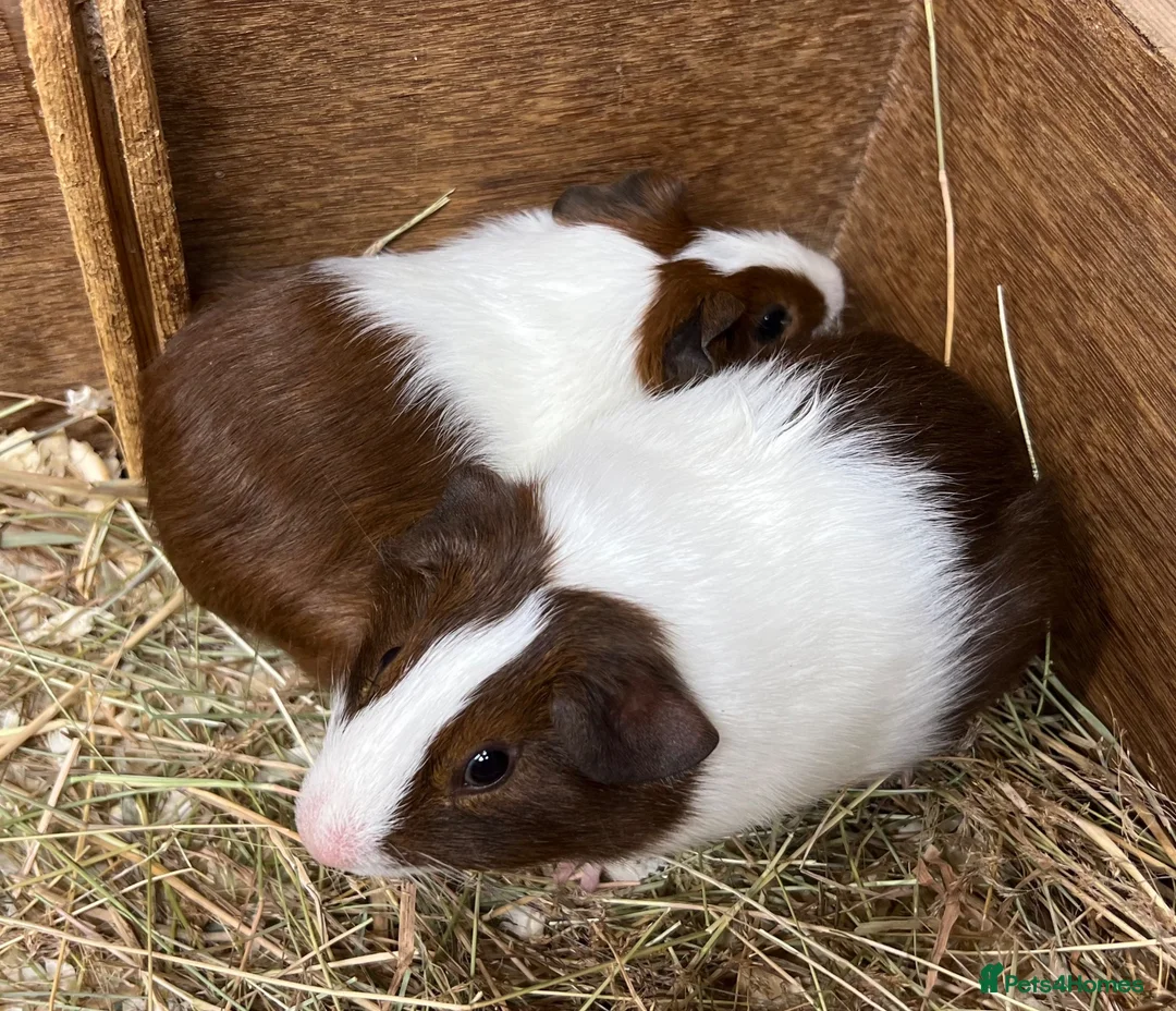 Guinea Pig rodents for sale: Male/Boar Guinea Pigs - Advert 9