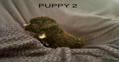 Mixed Breed dogs - Advert 9