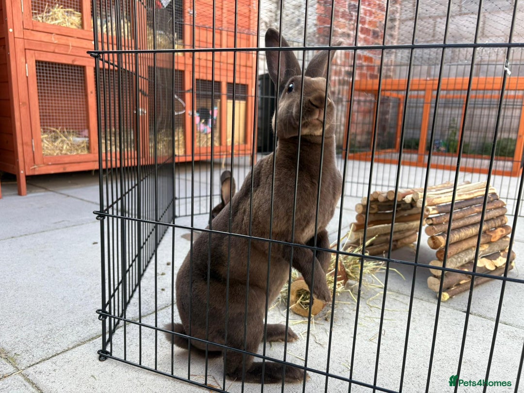 Rex rabbits for sale: Beautiful chocolate mini rex girls - Image 1
