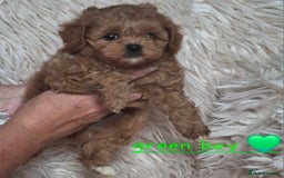 Cavapoochon dogs for sale: Top quality cavapoochons - Image 9