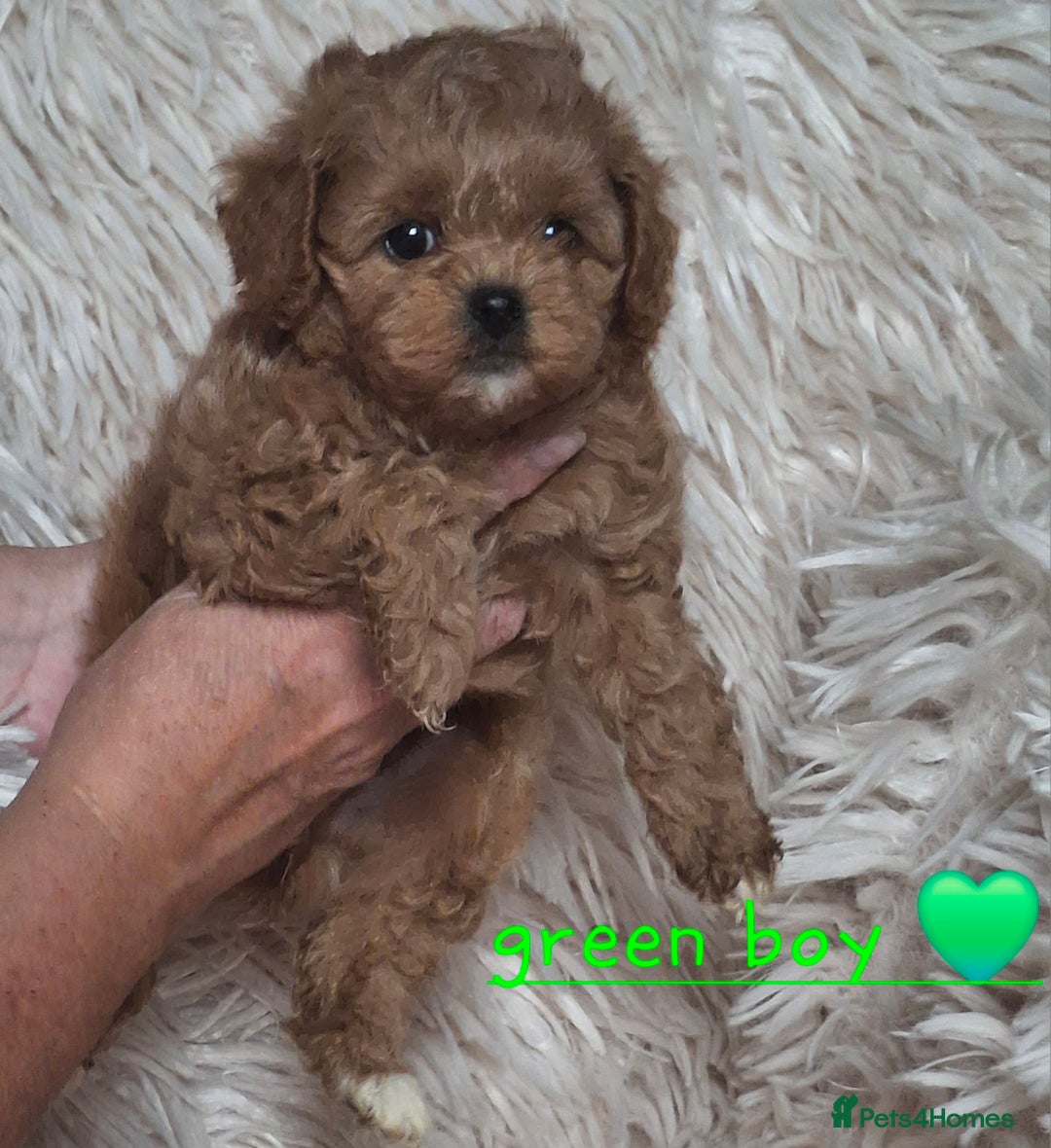 Cavapoochon dogs for sale: Top quality cavapoochons - Image 9