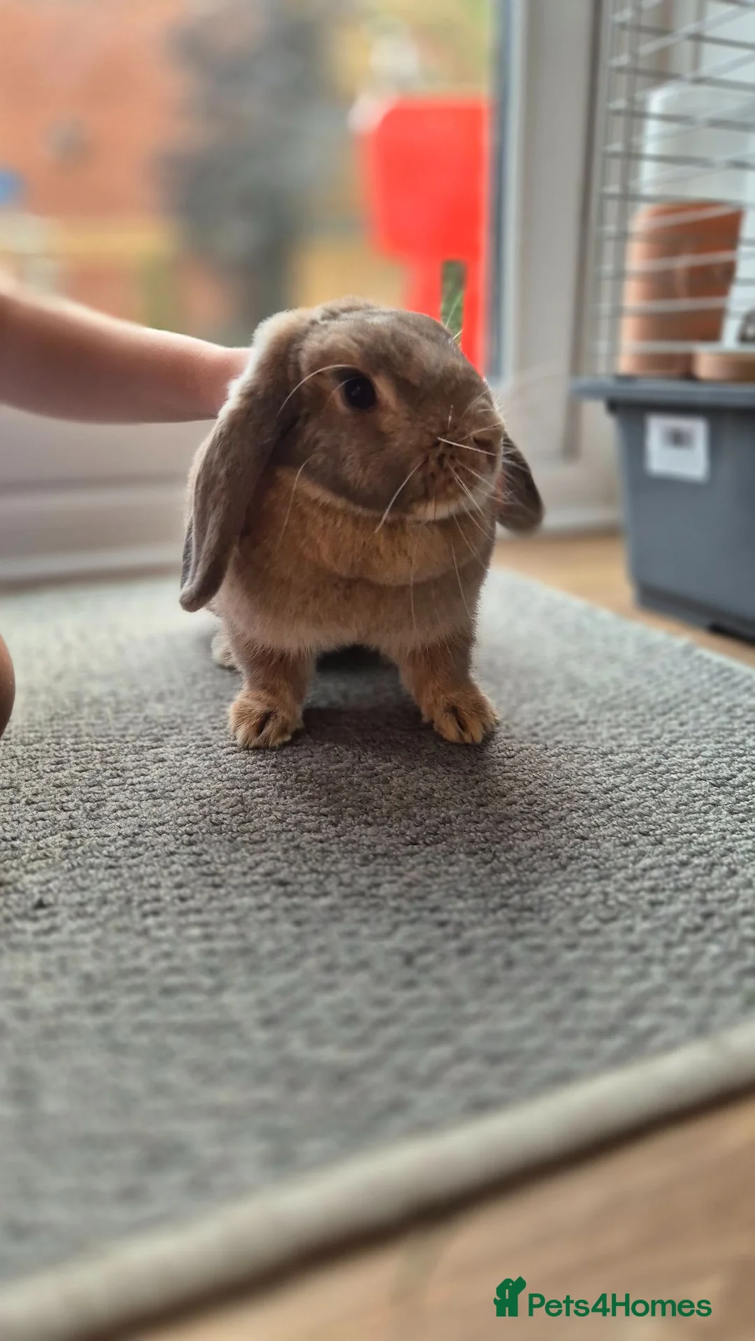 Mini Lop rabbits for sale: Adorable Mini lop girl with all accessories in Lincoln - Advert 12