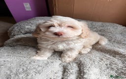 Maltipoo dogs for sale: Unique maltipoo litter 🐶🩷🩵 - Image 2