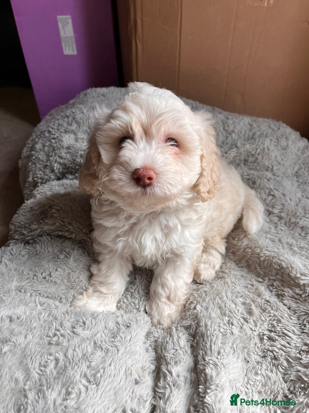 Maltipoo dogs for sale: Unique maltipoo litter 🐶🩷🩵 - Image 2
