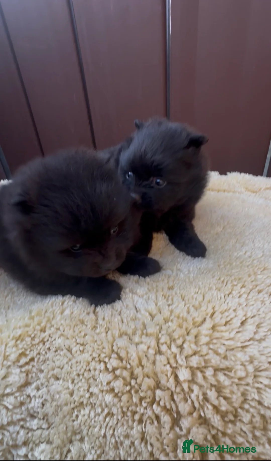 Pomeranian dogs for sale: Pomraian pups in Newport - Advert 4