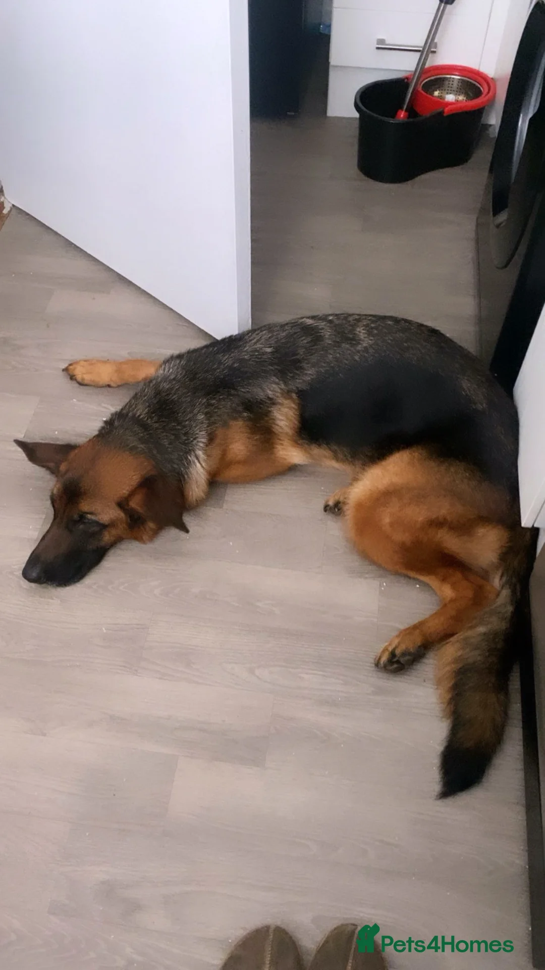 German Shepherd dogs for sale: HIGHprotection - performance ex police GSD  - Advert 1