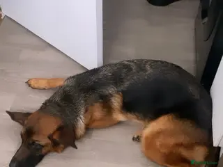 German Shepherd dogs HIGH performance ex police GSD - Advert 9