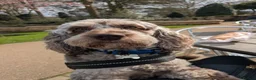 Cockapoo dogs for stud: Merle Cockapoo-f1 in Rotherham - Advert 2