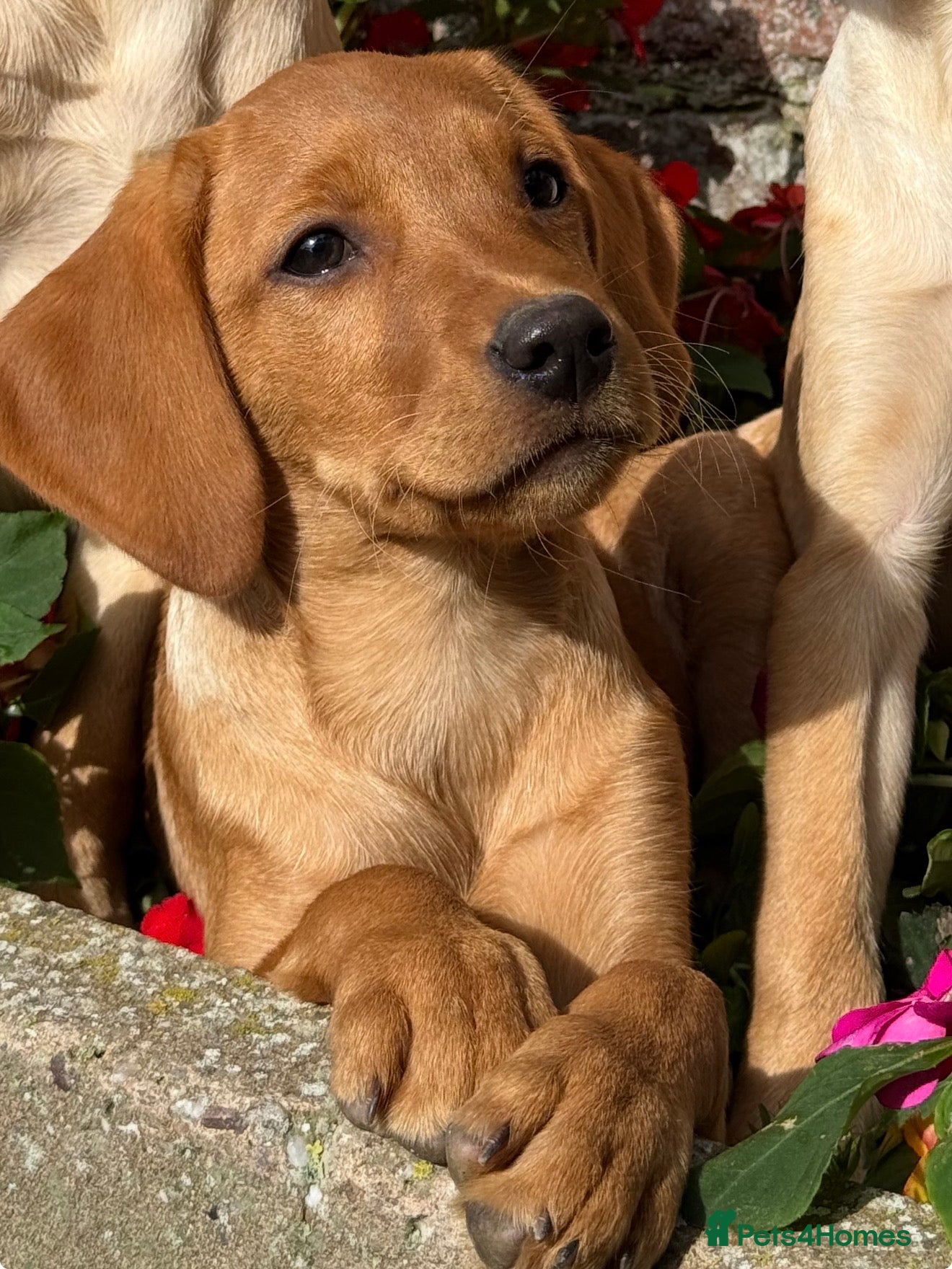 Labrador Retriever dogs Fox red & Yellow Labrador Puppies  - Advert 2