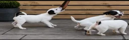 Parson Russell dogs for sale: Quality Parsons Russell Terrier Puppies - Advert 6