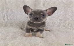Chihuahua dogs for sale: Chihuahua X French Bulldog Puppies  - Image 5
