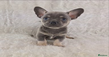 Chihuahua dogs - Advert 6