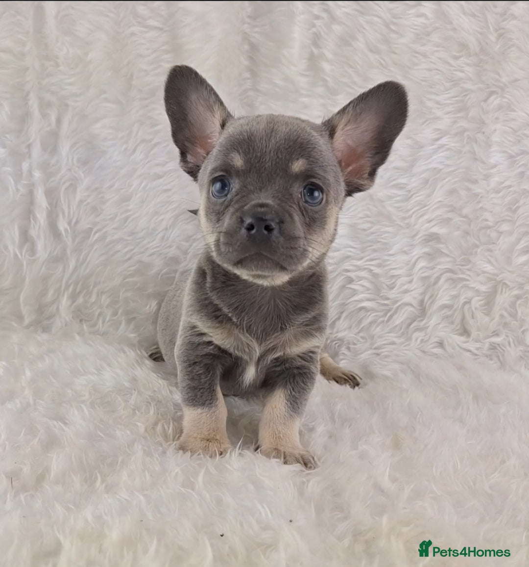 Chihuahua dogs for sale: Chihuahua X French Bulldog Puppies  - Image 5