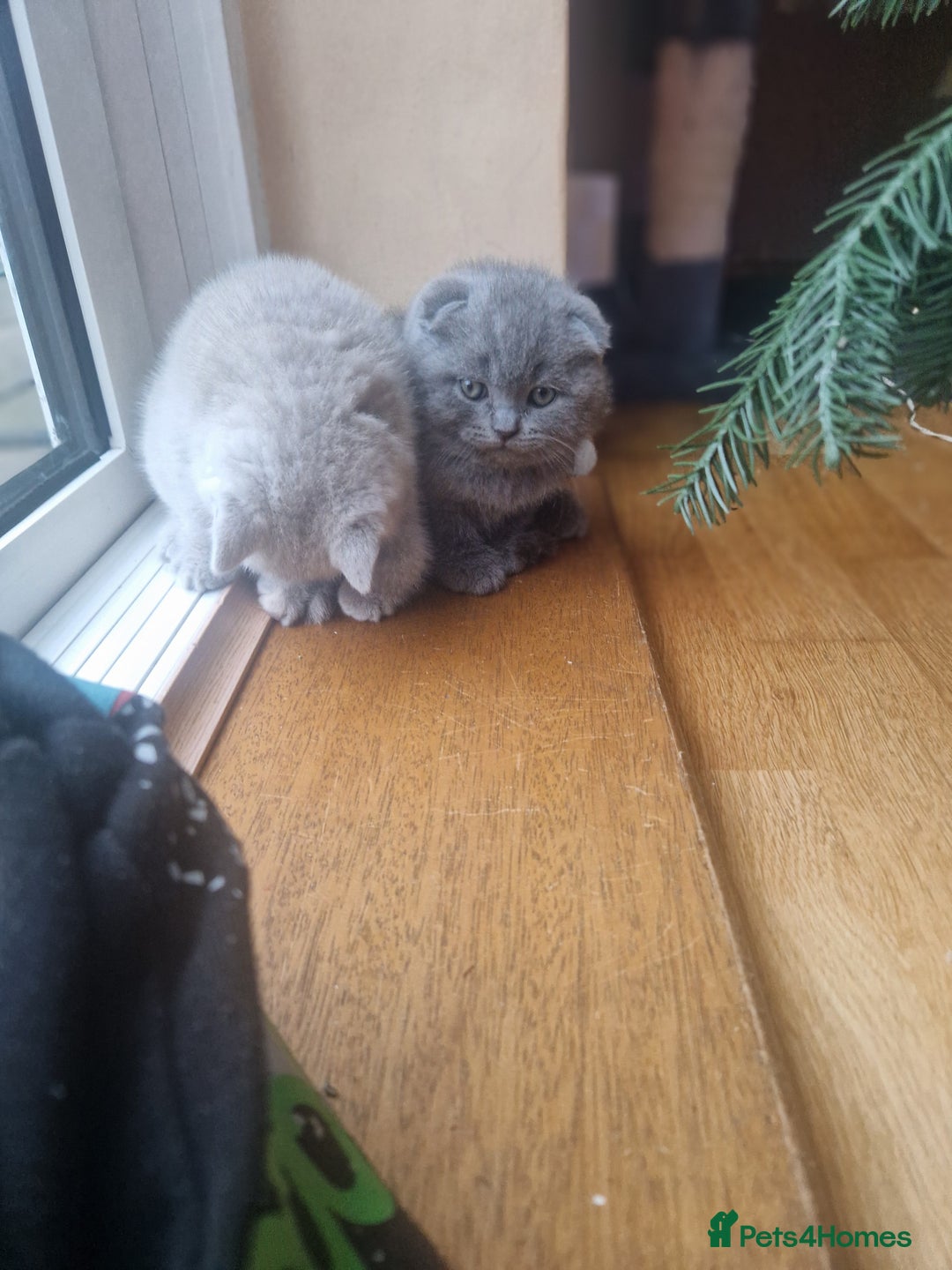 British Shorthair cats for sale: Kittens boy, girl, lilac and blue - Advert 21