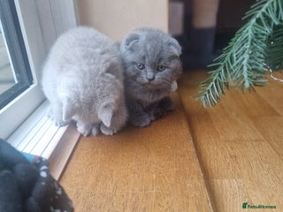 British Shorthair cats Kittens boy, girl, lilac and blue - Advert 10