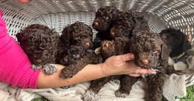 Lagotto Romagnolo dogs - Advert 4