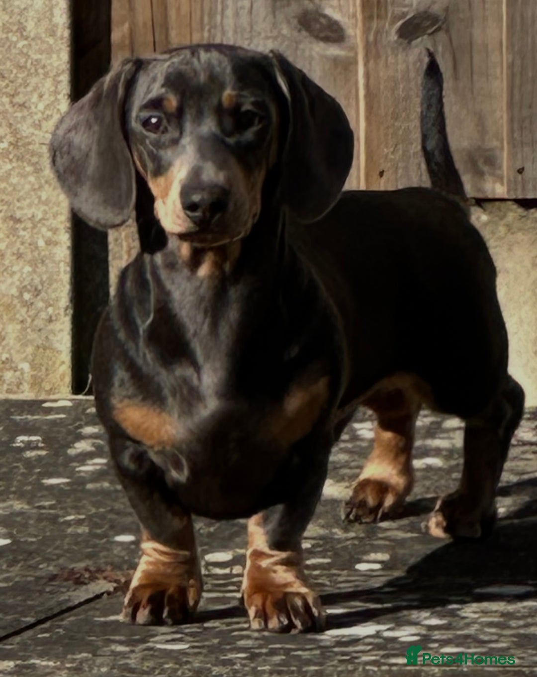 Miniature Dachshund dogs for stud: Available for stud blue and tan mini dachshund - Image 5
