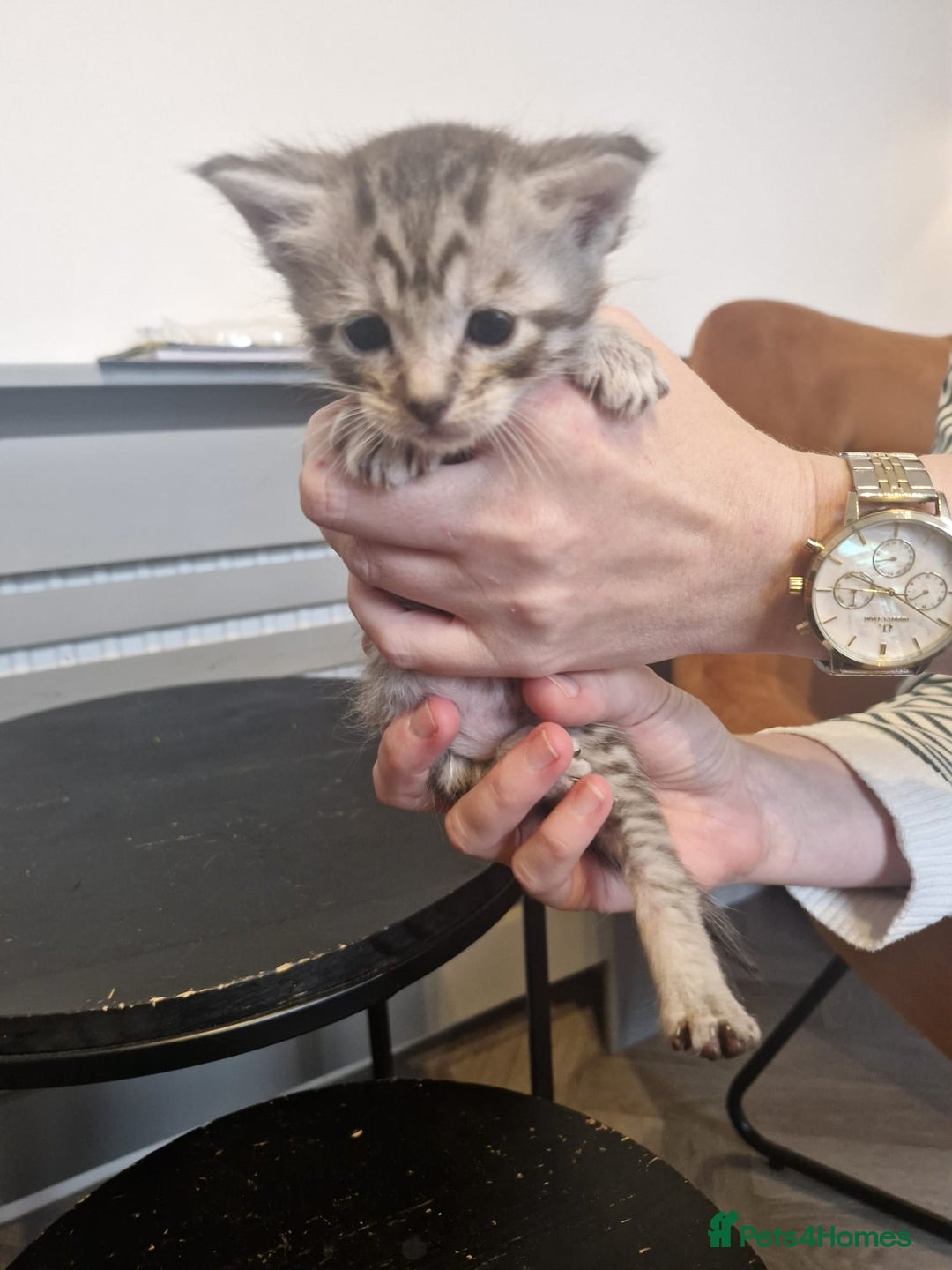Maine Coon cats for sale: Stunning Maine Coon Kittens  - Image 5