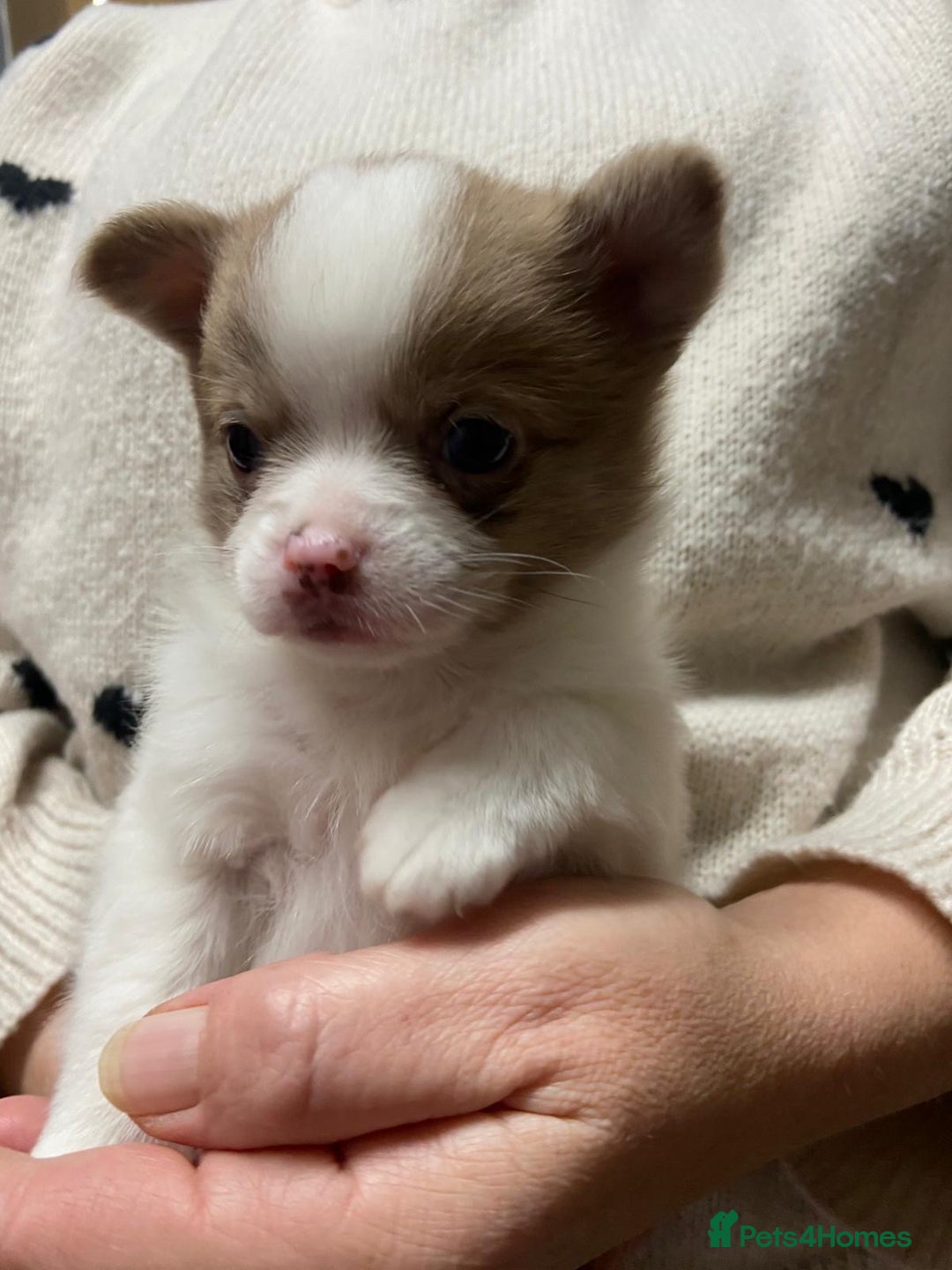 Pomchi dogs for sale: Stunning Pomchi’s - Advert 28