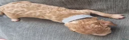 Cockapoo dogs for sale: 5 beautiful F1b puppies - Advert 6