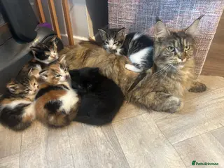 Maine Coon cats Beautiful Maine Coon Kittens - Advert 5