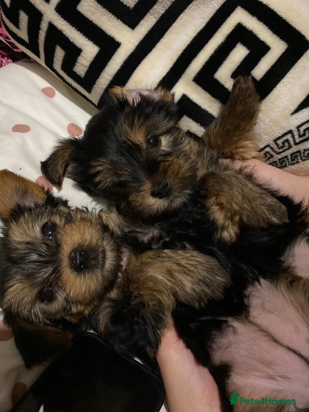 Yorkshire Terrier dogs for sale: Yorkshire terrier puppies  - Advert 2